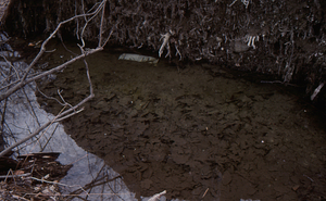 Impacts of 15 July 1995 storm in grid cell 0621. Water-filled pit west of root tip-up mound.