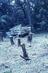 New Moon Barn site preparation at HMF entrance. White ash (Fraxinus americana) stumps.
