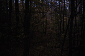 HMF Phenology #17 - 5 November 1972.