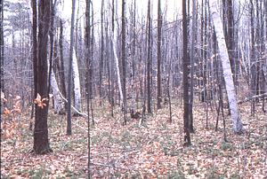 Paper birch in old plow lines of abandoned cropland in the Moon Lot - Primmer Farm.