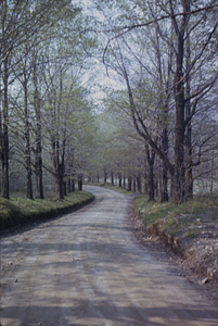 Northwest Hill Road and sugar maple hedgerow.