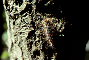Gypsy moth caterpillar on black oak (Quercus velutina) near Petersburg Pass