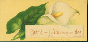 New Year's card, depicting a calla lily, 1876
