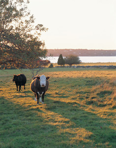 Cows in waterfront field, Watson Farm, Jamestown, R.I.