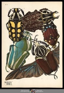 Insectes. Plate 11