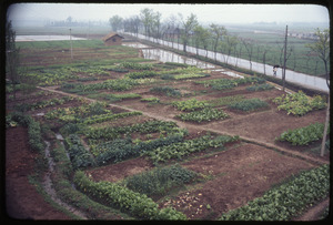 Garden plats -- irrigation -- on way to Shaoshan