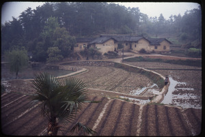 Fields, terraced, houses (across from Mao's house)
