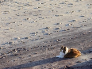 Rough collie lounging on the beach, Provincetown