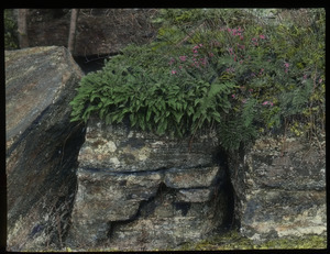 Natural rock garden