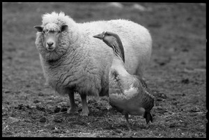 Sheep and goose standing together in a pasture during a spell of mild weather