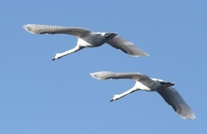 Two swans glide in unison in the sky above the Seekonk River