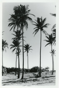 Tall palms and horse
