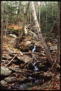 Stream in the woods near Wendell Farm