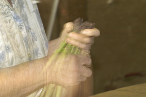 Hibbard Farm: close-up of a woman's hands while bunching asparagus