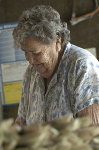 Hibbard Farm: woman bunching asparagus