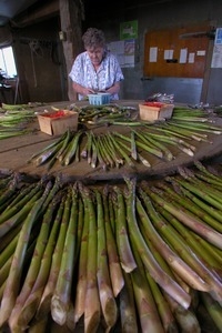 Hibbard Farm: woman at a round table, sorting and bunching asparagus