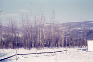 Hybrid Poplar Plantation North of HMF Headquarters in Winter.