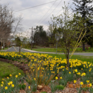 Daffodils on Earle Street