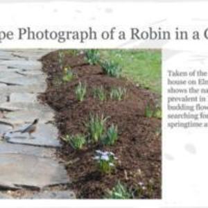 Robin on a Garden Path
