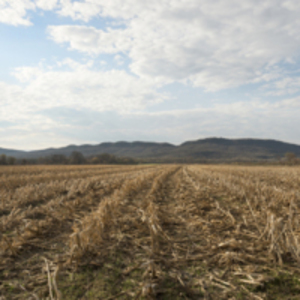 Corn Fields and Holyoke Range