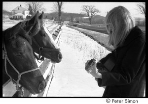 Karen Helberg playing guitar for two horses in a snowy paddock