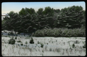 Pines, Hanover, N.H., under light snow