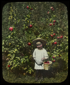 Child with basket and dwarf apple tree