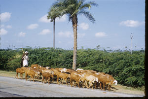 Goatherd in South India