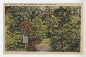Cathedral of Living Trees Postcard