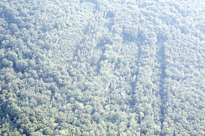 Aerial oblique view across Birch Strip Study on 14 July 1971.