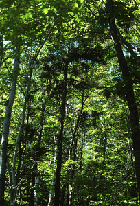 Red spruce (Picea rubens) trees in Northern Hardwood Forest in permanent plot 0606.